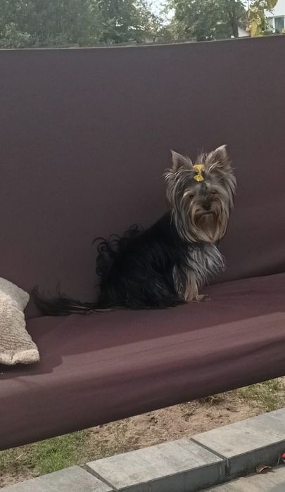 Yorkshire terrier