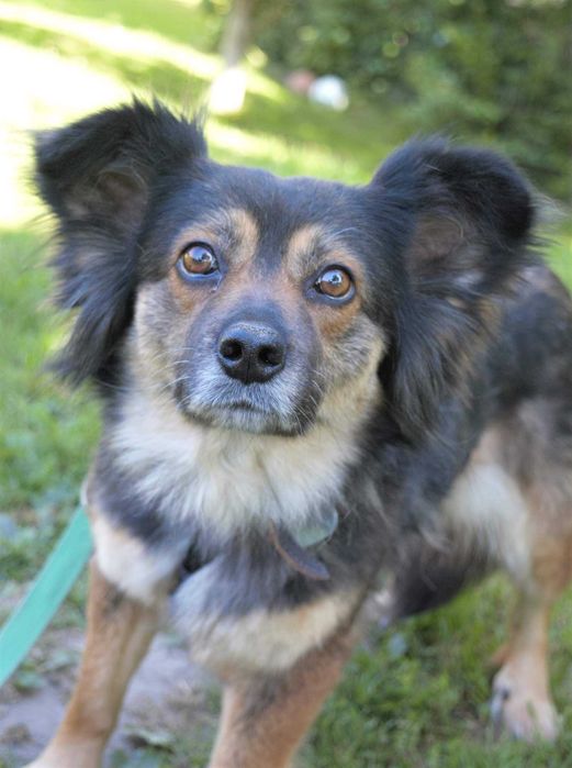 Chałka lękliwa sunia szuka domu