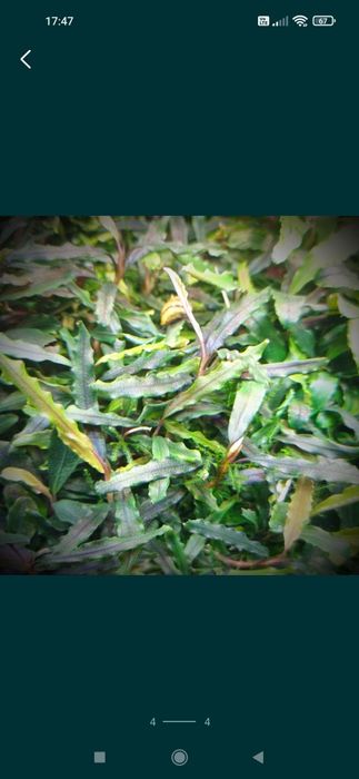 Bucephalandra biblis pink, akwarystyka, rośliny akwariowe.

Cena podan