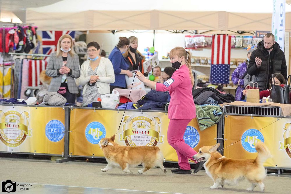 Кобель вельш корги пемброк, тестирован . Закрыл интерчемпиона.