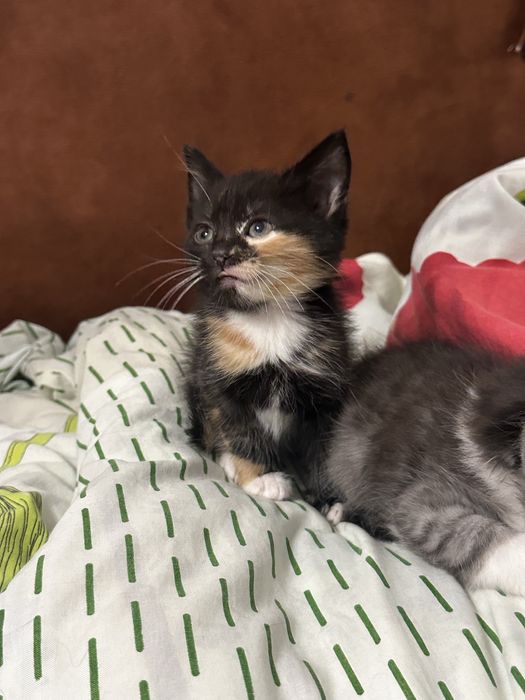 Кошеня дівчинка, 1,5 місяця