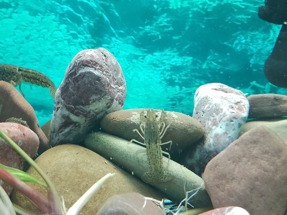 Карликовий акваріумний рак