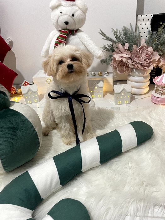 Ексклюзивні дівчатка Помапу з ідеальним характером