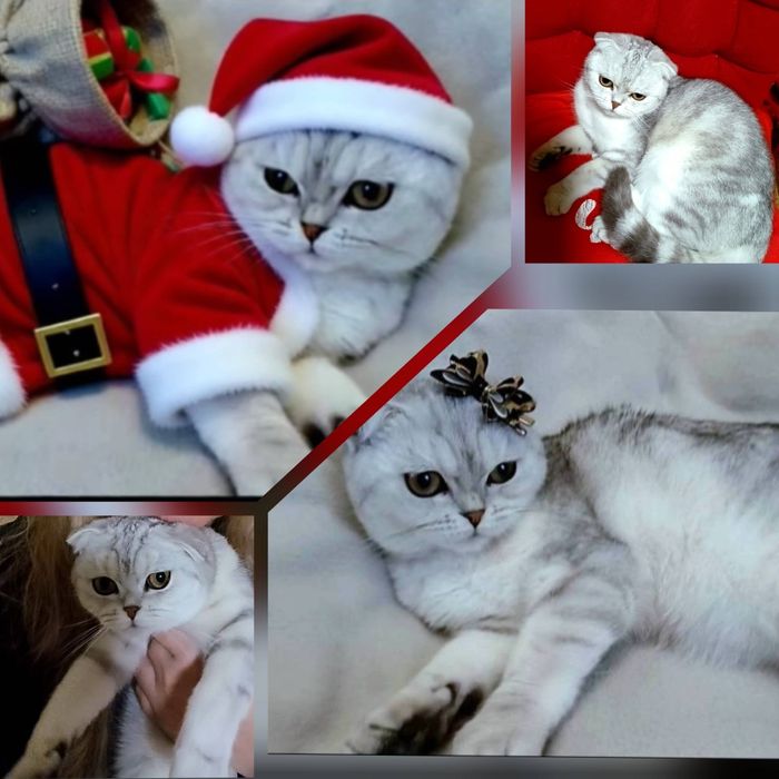 Надзвичайна красуня дівчинка породи Scottish fold