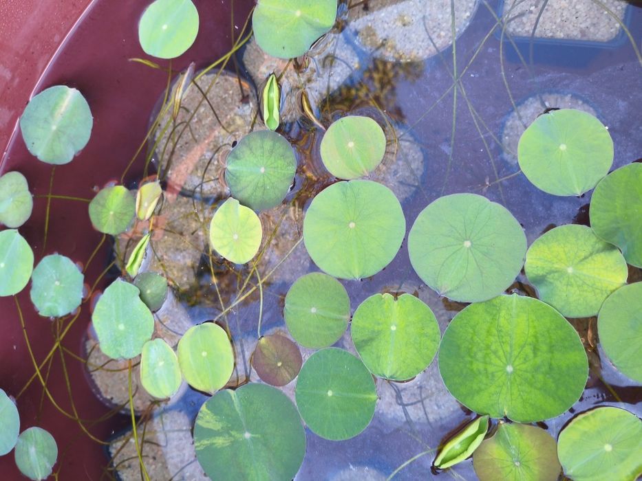 Plantas aquáticas jovens