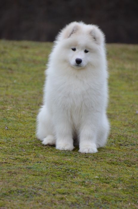 Samoyed suczka piesek
