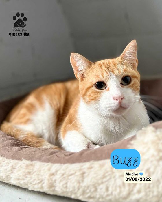 Gatinhos para adoção responsável