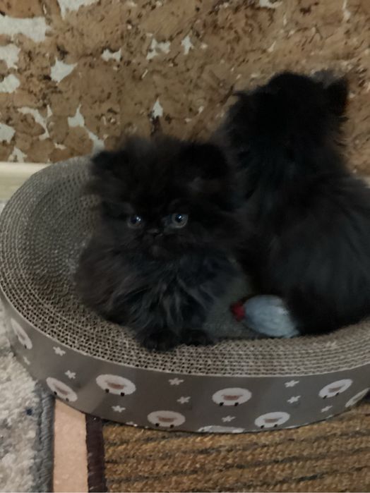 Pers kocurek  czarno czekoladowy