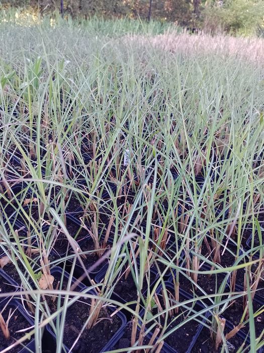 Miskant chiński Gracillimus Silberspinne  kleine fontane i min