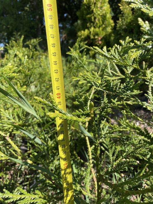 Туєвик долотоподібний, імператорське дерево