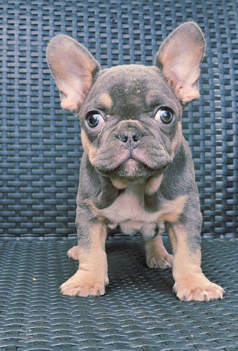 Bulldog francês Macho cor Blue And Tan
