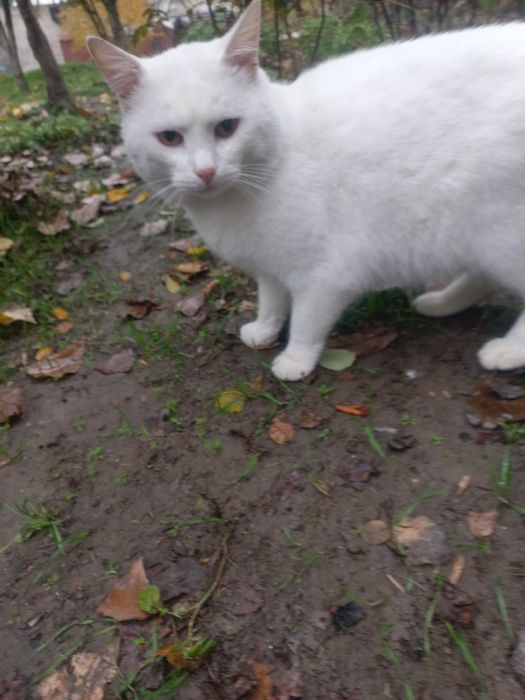 Сніжок шукає родину