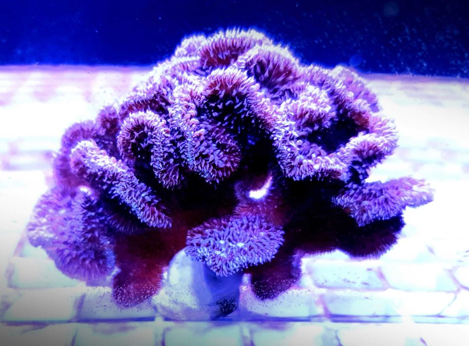 Akwarium morskie - Pavona decussata