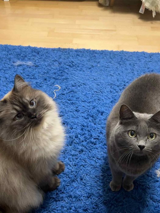 opieka nad zwierzętami/spacery - Warszawa