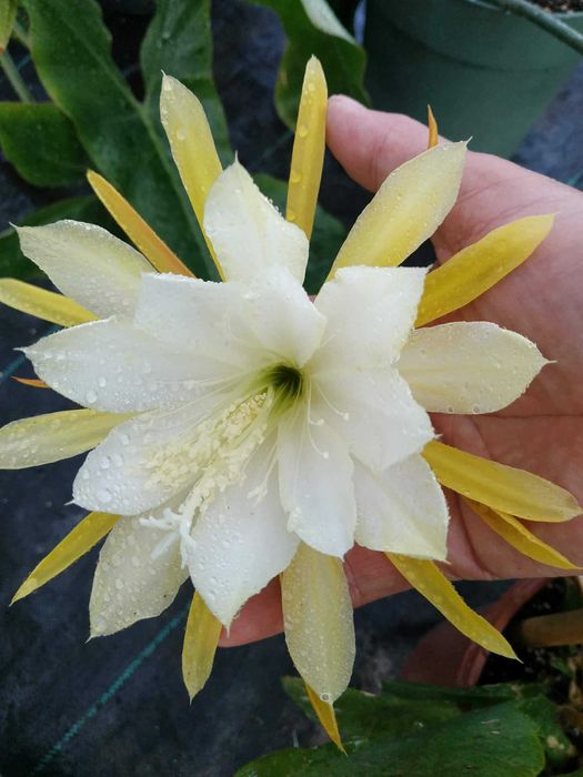 Epiphyllum Jennifer Ann. Geysza.