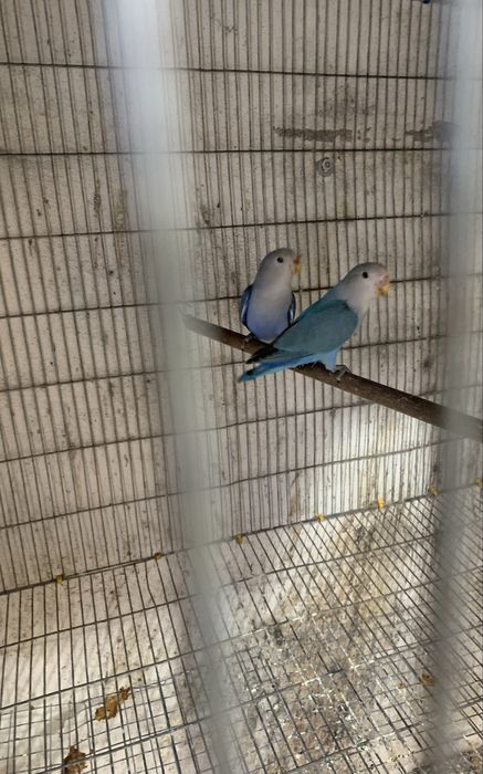 Casais de Agapornis