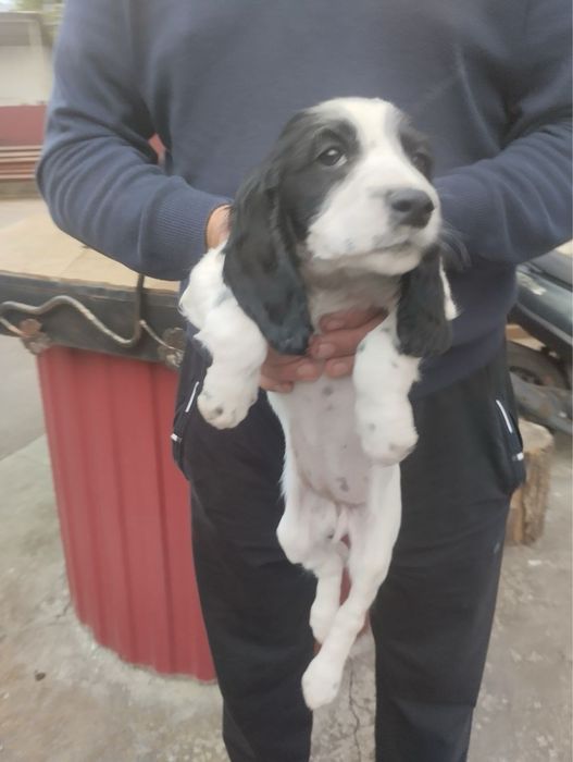 Продам цуценят Спаніельчиків