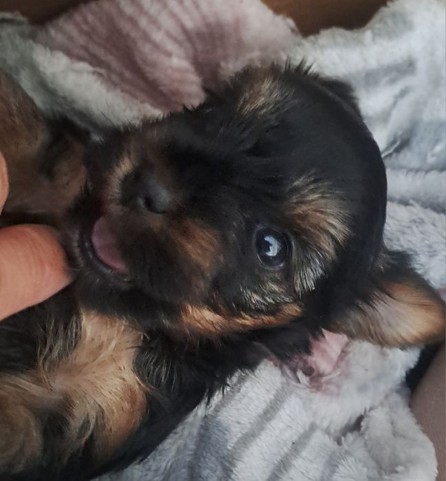 Yorkshire terrier