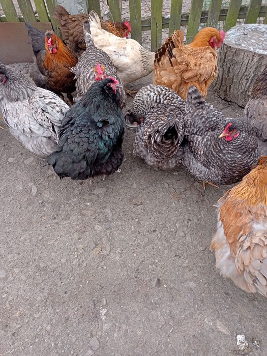 Інкубаційні яйця курей м'ясо-яєчних порід.