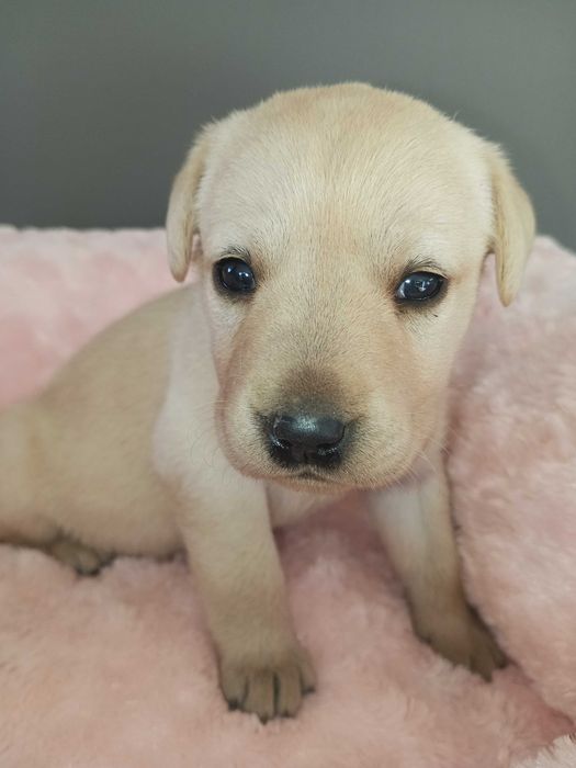 Labrador Radosne Psy Rasowe