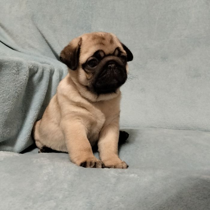 Mops szczenięta Śliczna Sunia