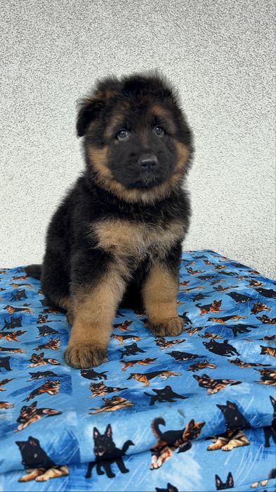 Цуценята німецької вівчарки