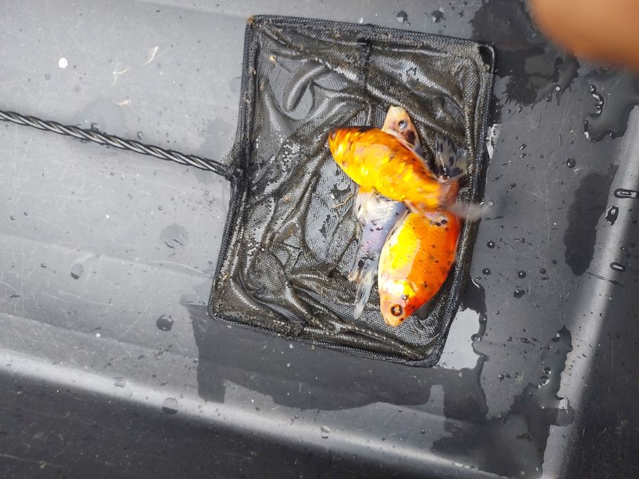Narybek kroczek karp