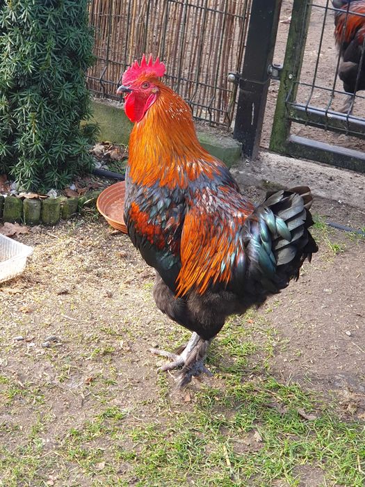 Jaja lęgowe marans