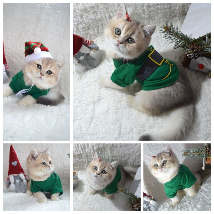 Британская золотая шиншилла/голубая шиншилла/котята