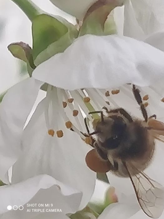 Продам бжолосімї на даданівській рамці.