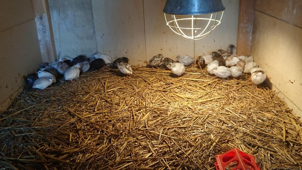 Przepiórki chińskie