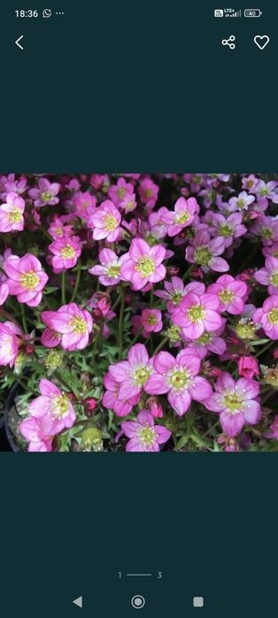 Sadzonka skalnica bratki prymula