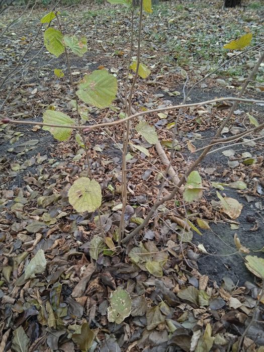 Саженцв ореха фундука,калины, и др.