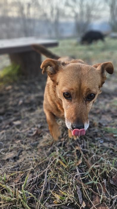 Beza w typie jamniczka szuka domu