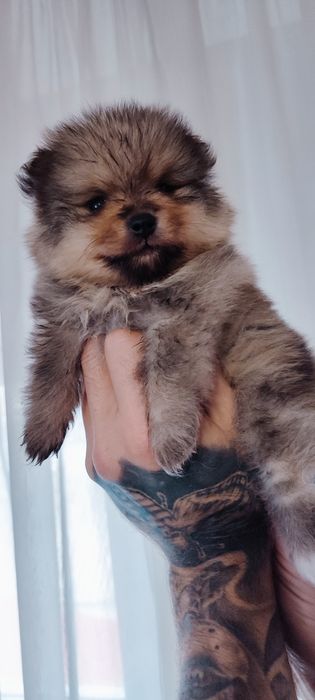 Померанский шпиц -