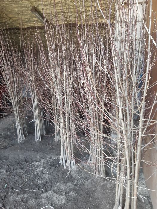 śliwa ,wegierka , haganta , top hit, prezydent, dąbrowicka , jubileum