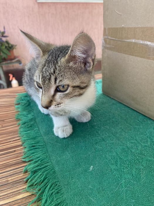 Отдам котят в хорошие руки, бесплатно