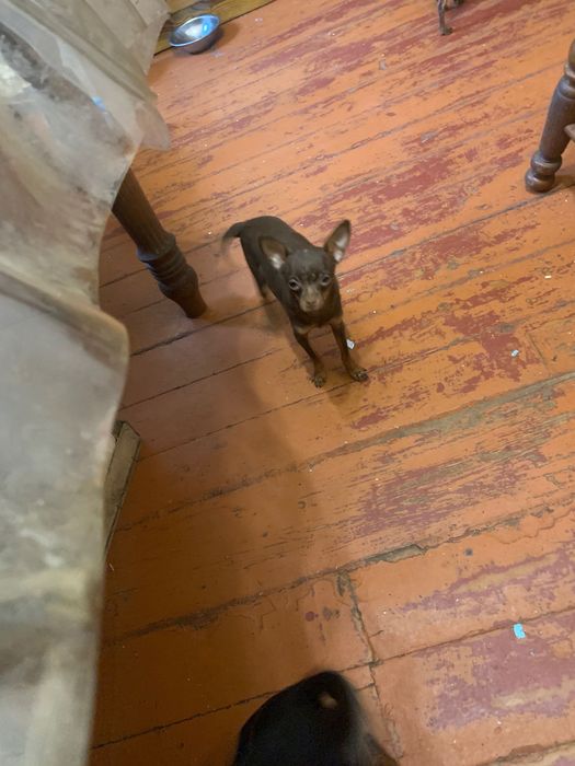 Дівчинка той  тер‘єр.