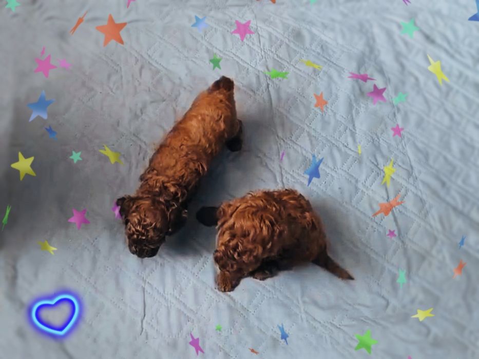 Той-пудель КСУ FCI мальчик и девочка 1,5 месяца здоровы, с документами