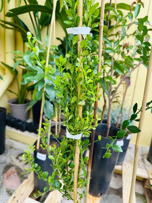 Árvores Limão Caviar Vermelho - Raro