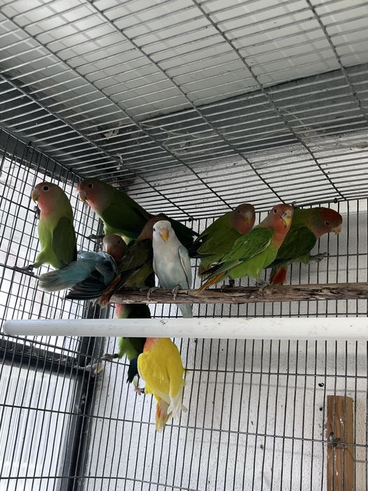 Agaponis rosicolis longfeather