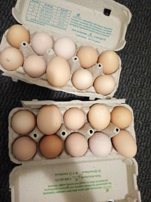 Домашні курячі яйця