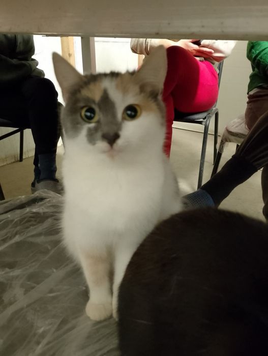 Віддам у хороші руки, дуже милі і ручні