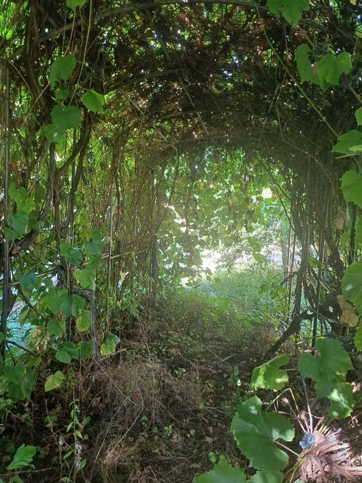 Терміново продам будинок в с.Гути