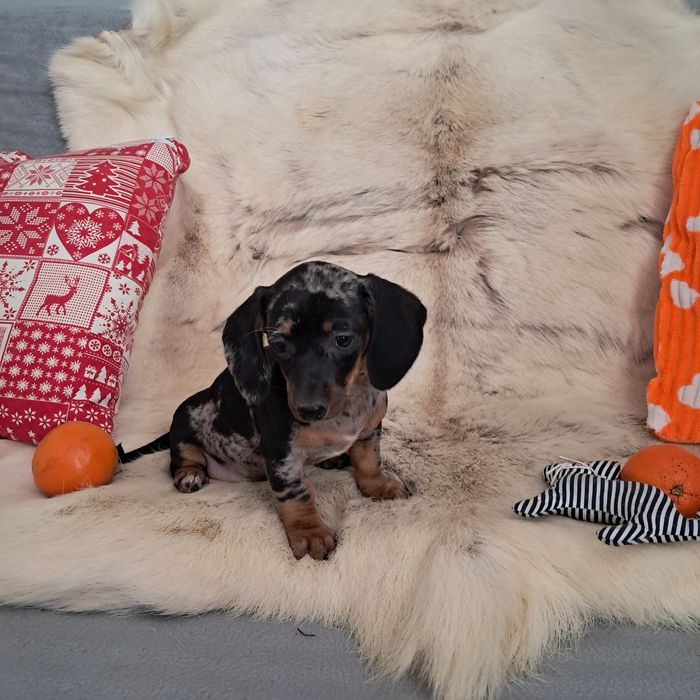 Jamnik miniaturowy  merle suczka