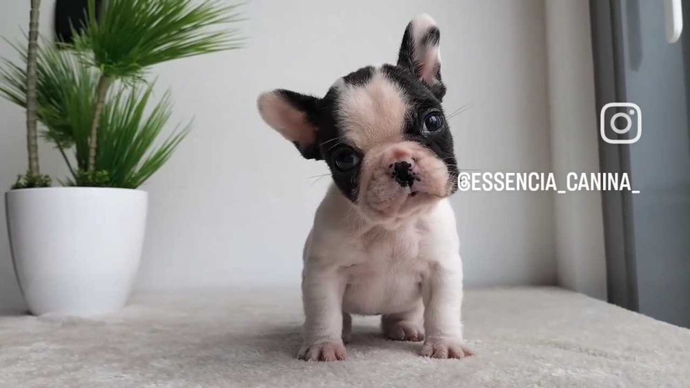 Bulldog Francês Fêmea com LOP e Afixo