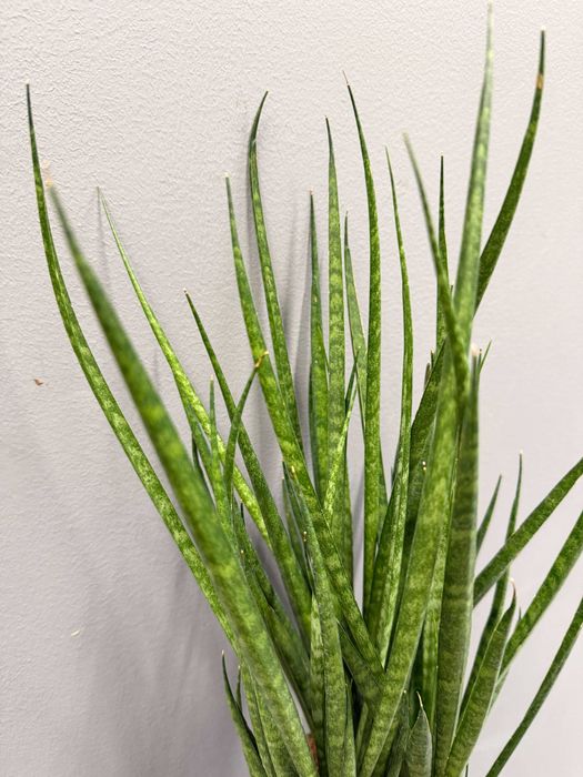 Sansevieria Comet Kichaka Sansewieria