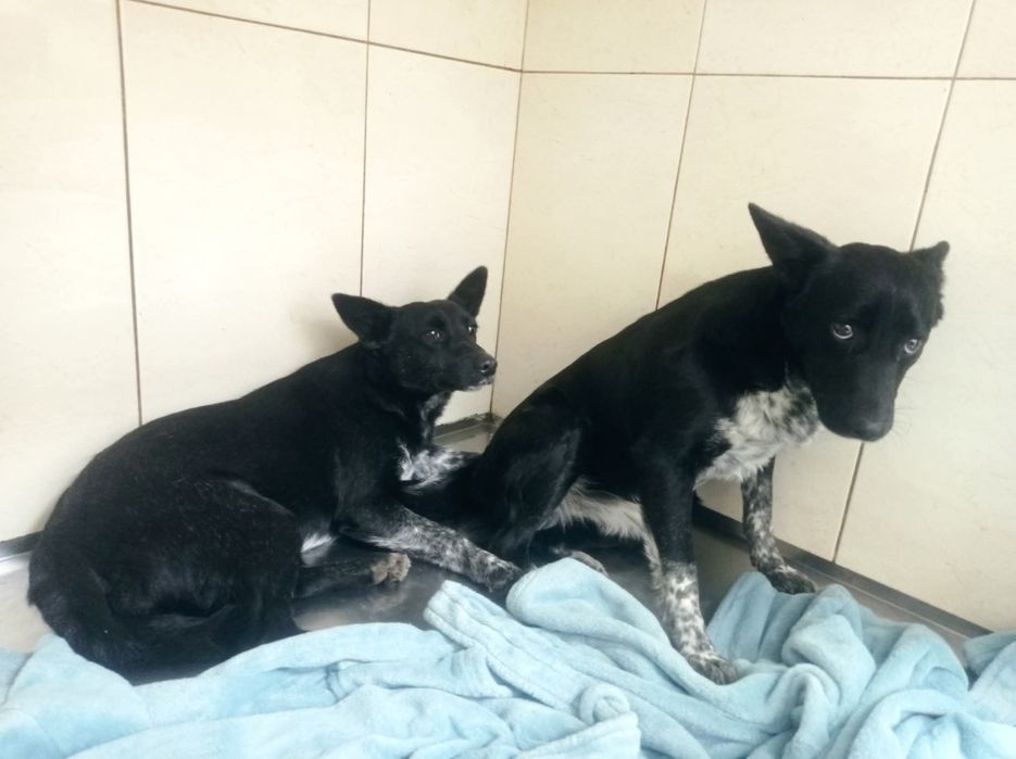 2 дівчинки 9 міс, стерилізовані, привиті двічі