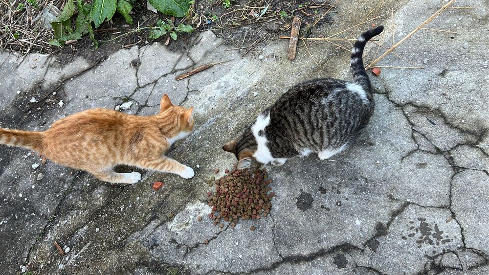 dois gantinhos meiguinhos