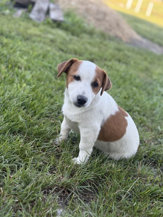 Jack Russell Terrier uroczy samiec